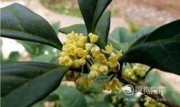 四季桂养殖方法