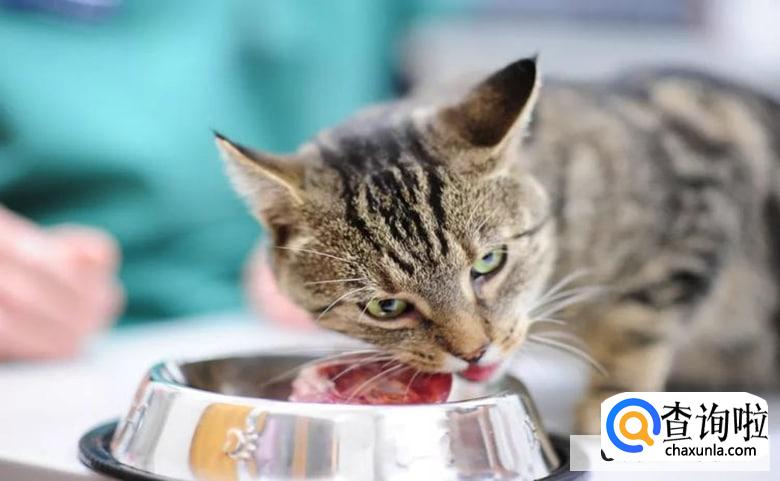 猫咪不怎么吃猫粮什么原因，怎么办