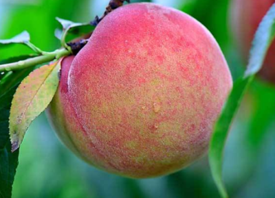 吃桃子有什么好处