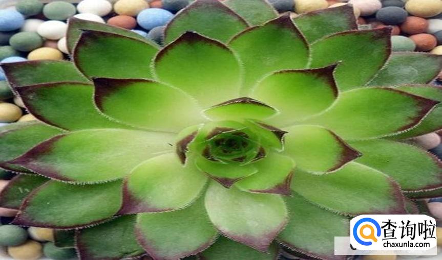 多肉观音莲如何养护更旺盛