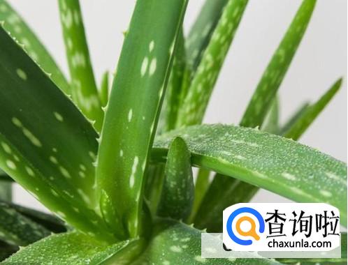 芦荟干瘪卷叶如何修复