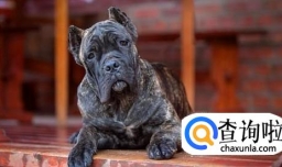 狗狗后腿站不起来怎么办？缺钙是什么导致的？