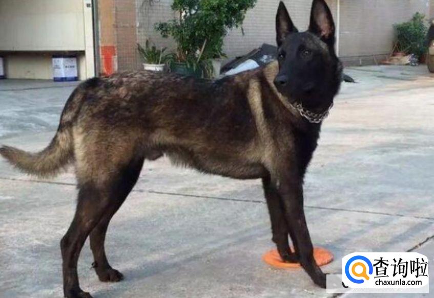 为什么马犬不合适家养