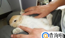 母兔子不喂小兔子怎么做