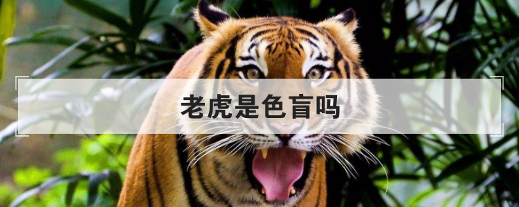 老虎是色盲吗