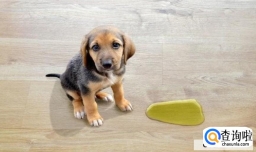 正确训练狗狗定点大小便的方法