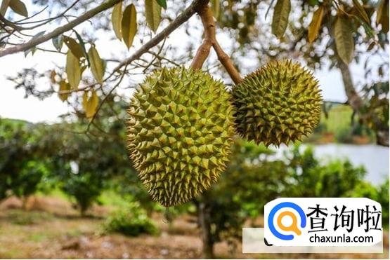 榴莲是怎么生长的
