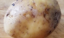 土豆手工制作《刺猬》