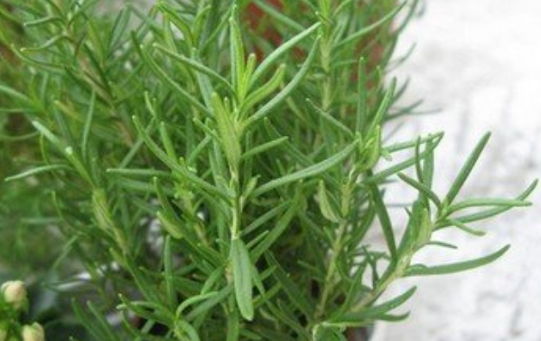 迷迭香是什么&nbsp;
