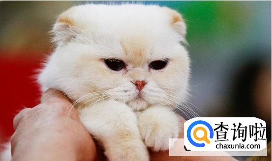 养猫正确的方式