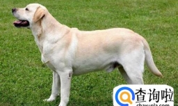 十个月前的拉布拉多犬饲养攻略