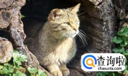 被野猫抓伤出血怎么办、如何处理