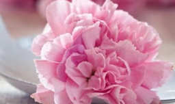 教师节送什么花最适合？