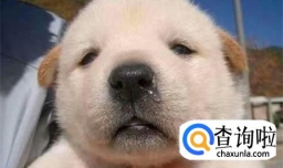 2个月狗狗感冒怎么办，2个月狗狗感冒能自愈吗