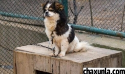 怎么预防狗狗被偷