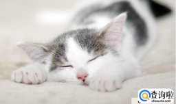 如何训练猫咪自己睡觉