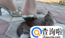 虐待动物有什么后果