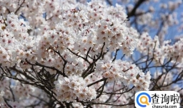 去日本观赏樱花那些地方是最好的选择