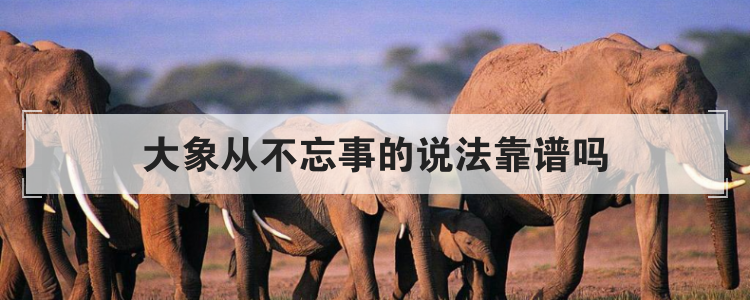 大象从不忘事的说法靠谱吗