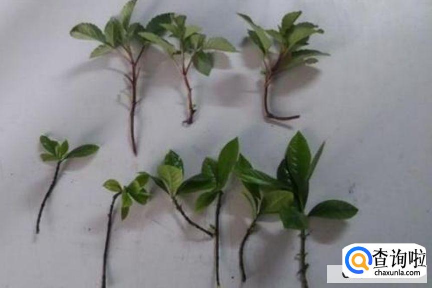 怎么知道扦插成功了