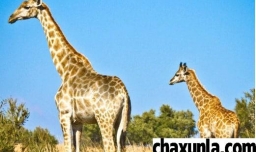 长颈鹿的脖子为什么那么长