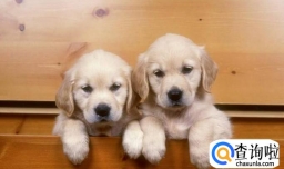 养宠物什么宠物好