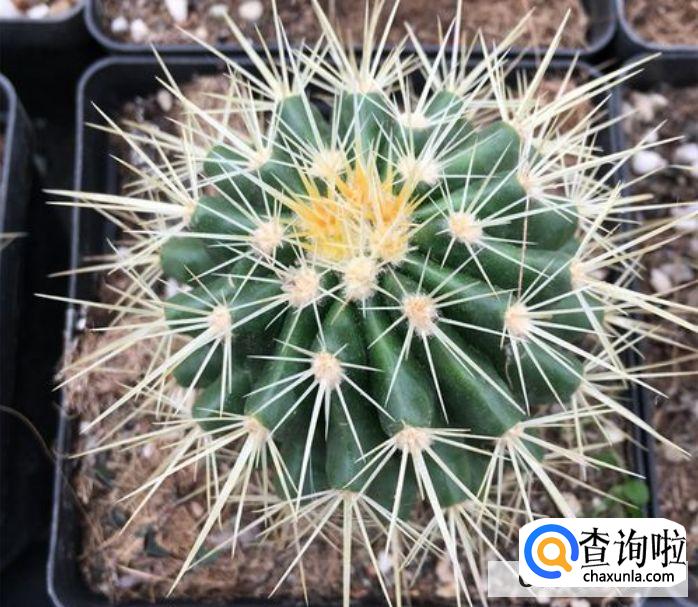 金琥摆放风水禁忌