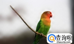 虎皮鹦鹉怎么养才亲人