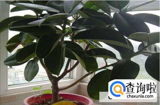 象皮树怎么养旺盛