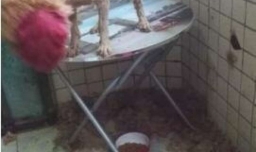 天气逐渐变热，该不该给狗狗剃光毛？