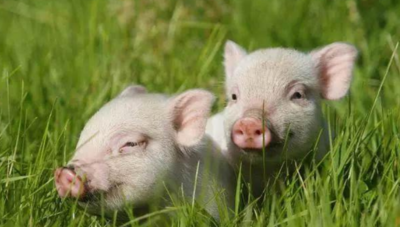 83年属什么生肖