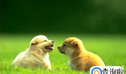 如何辨别幼犬的公母