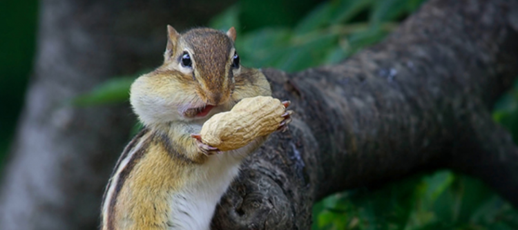 狼吞虎咽是什么意思