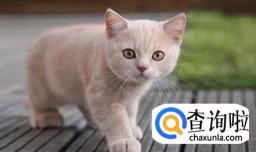 猫来穷，狗来富？