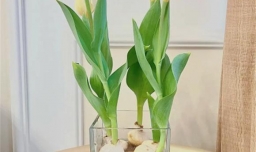 郁金香水培方法