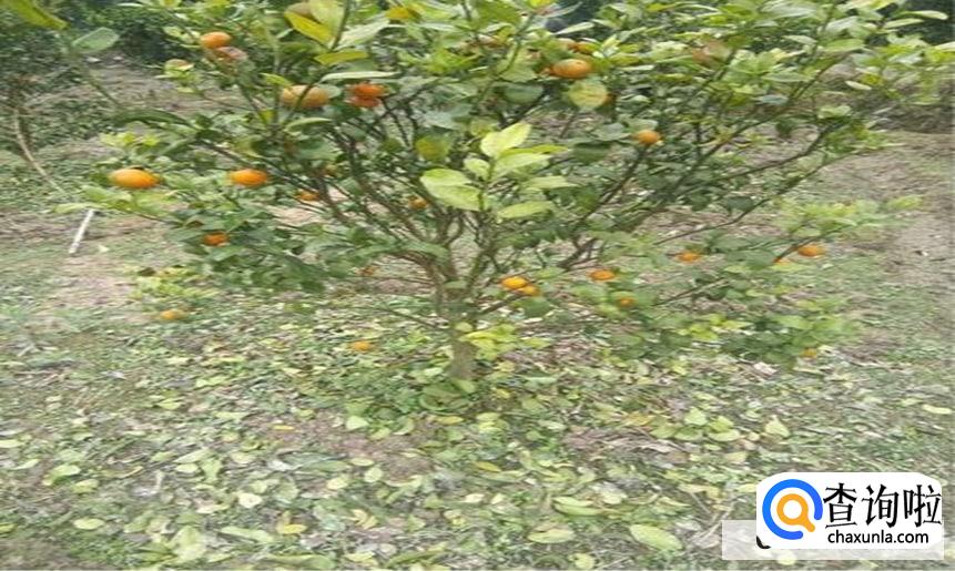 桔子树黄叶落叶怎么办合适