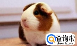 荷兰猪夏天要注意什么，怎样度过