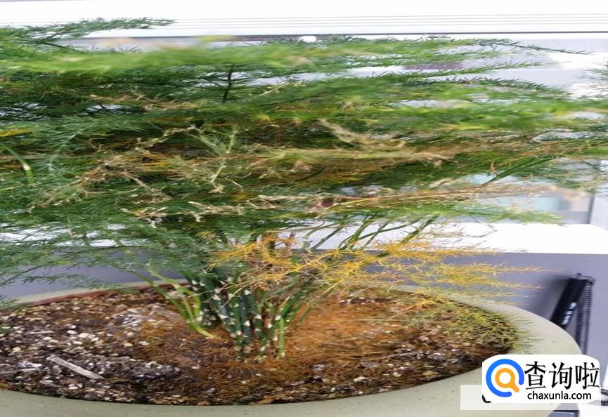 文竹叶子发黄干枯怎么处理