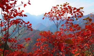 霜叶红于二月花是什么季节的?