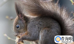 雪地松鼠好养吗