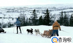 雪橇犬怎么发展来的？