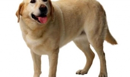 狗肉为什么上不了酒席