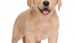 拉布拉多好养吗