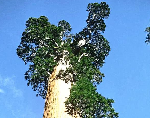 世界上最大的树