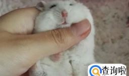 新手如何养仓鼠？