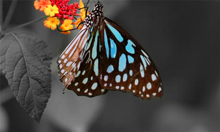 什么是蝴蝶效应