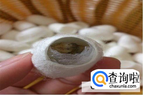 蚕茧上面有个洞的作用