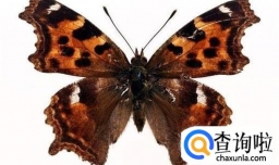 怎样区分蝴蝶和飞蛾