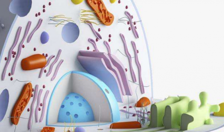 细胞核的功能是什么