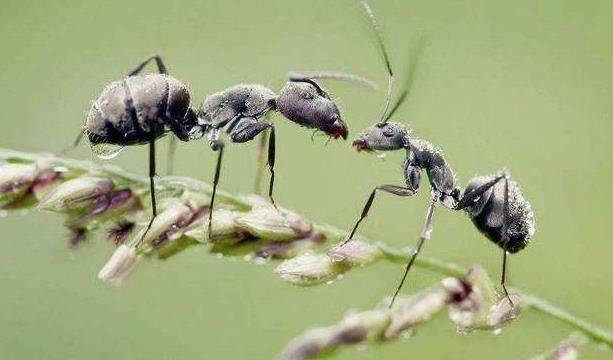 为什么昆虫能拖动比它大几倍的物体